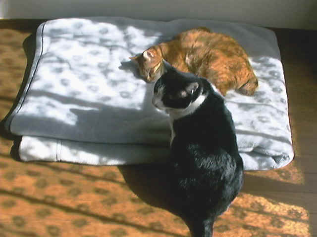 DSC00018.jpg (62896 バイト)